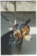 Thumbs/tn_blackbeagle.jpg