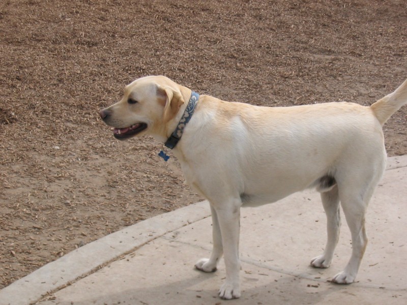 ../Images/yellowlab.jpg