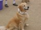 Thumbs/tn_popcorn-golden.jpg