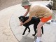 Thumbs/tn_susanblacklab.jpg